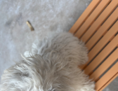 ���ۂ�(g��)���e��С�w����